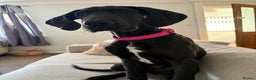 Great Dane dogs for sale: 5 month old Great Dane puppy  - Advert 6