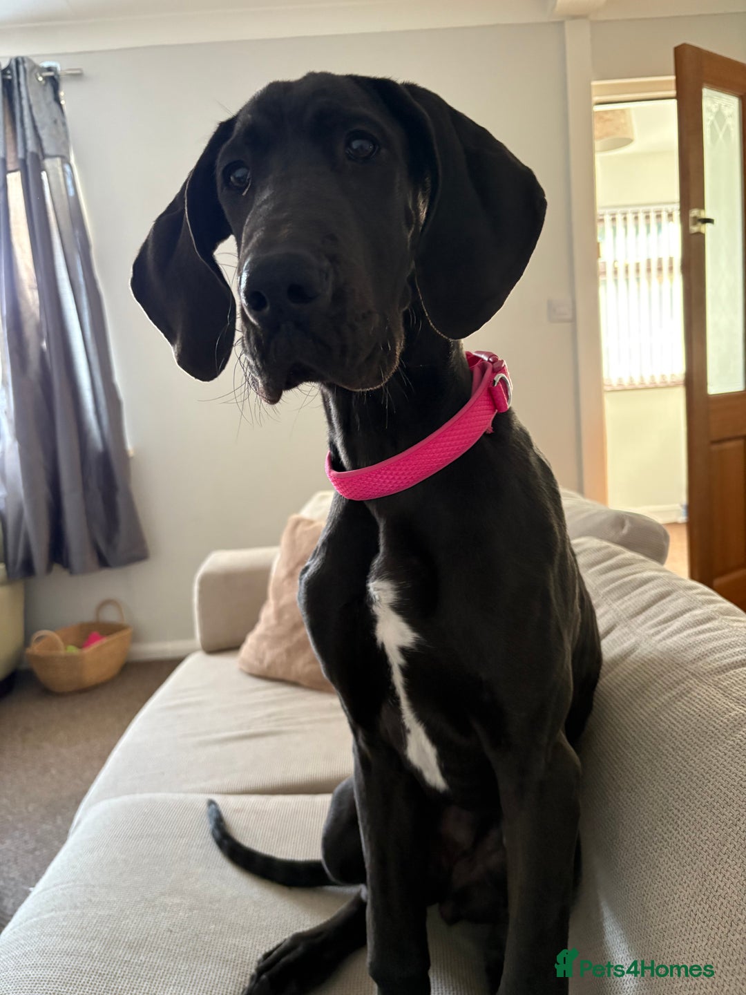 Great Dane dogs for sale: 5 month old Great Dane puppy  - Advert 6