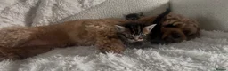 British Longhair cats for sale: The most beautiful kittens  - Advert 13