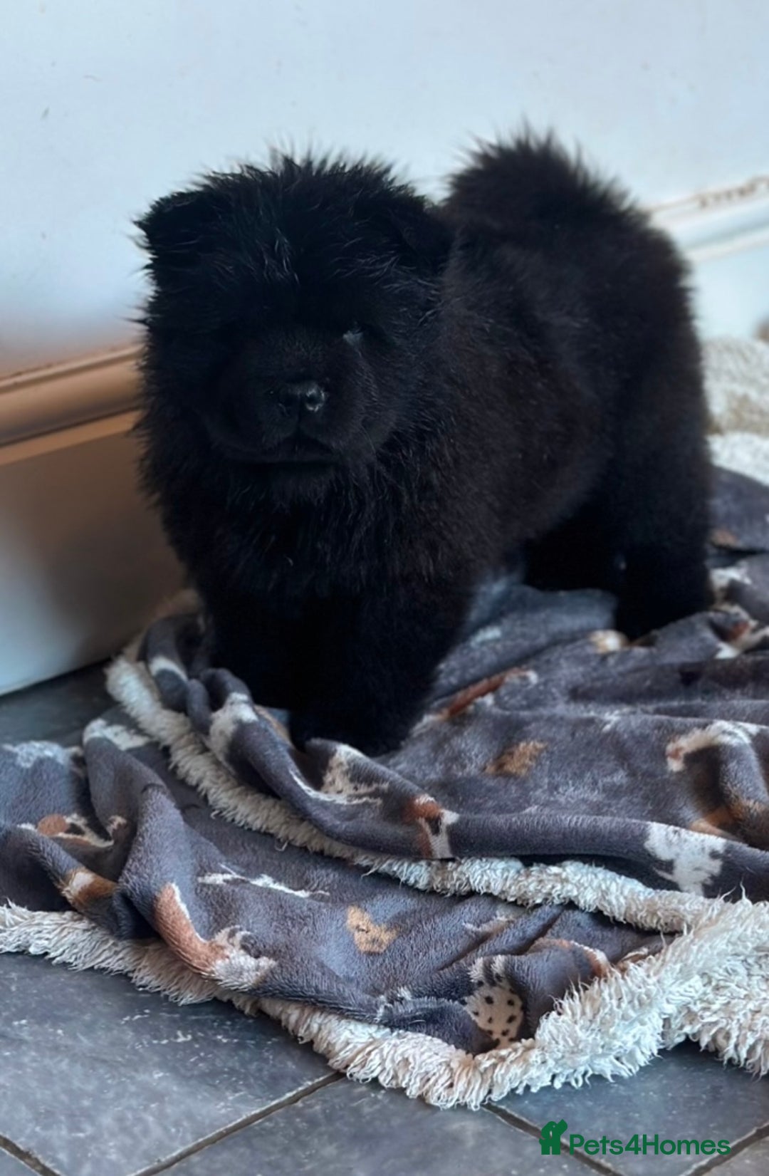 Chow Chow dogs for sale: KC reg chow chows  - Advert 3