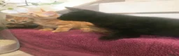Mixed Breed cats for sale: Beautiful Male Kittens  in Glasgow - Advert 2