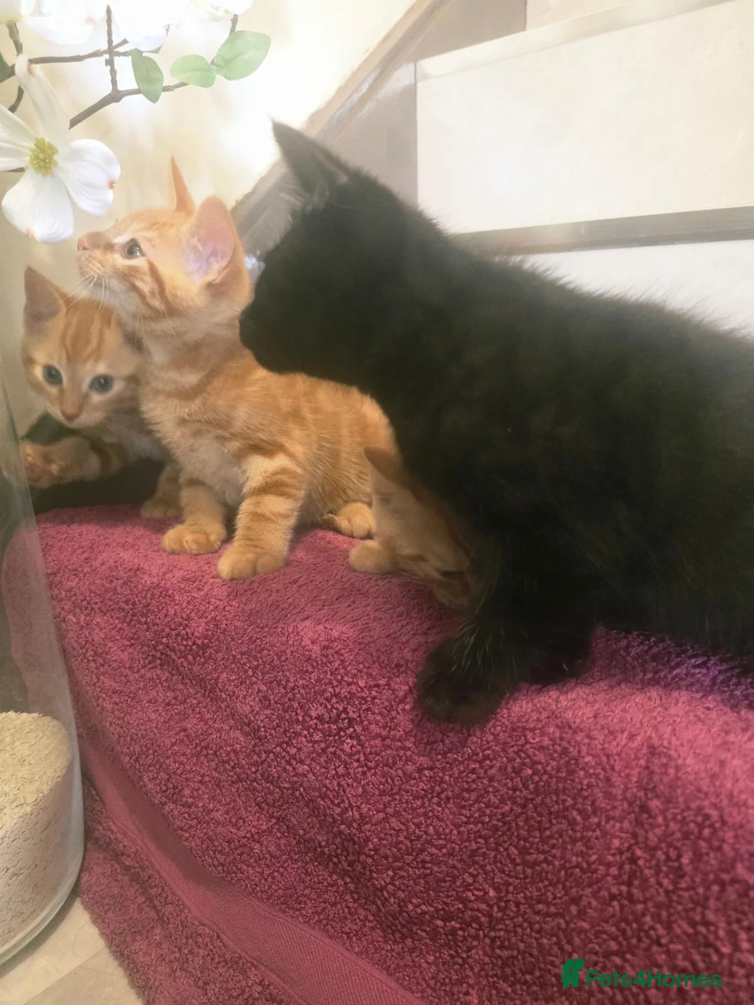 Mixed Breed cats for sale: Beautiful Male Kittens  in Glasgow - Advert 2