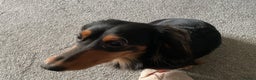 Dachshund dogs for stud: Long haired miniature dachshund for stud - Advert 6