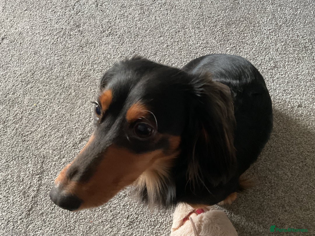 Dachshund dogs for stud: Long haired miniature dachshund for stud - Advert 6
