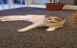 Ragdoll cats for sale: 2 ragdoll cats for rehoming - Image 5