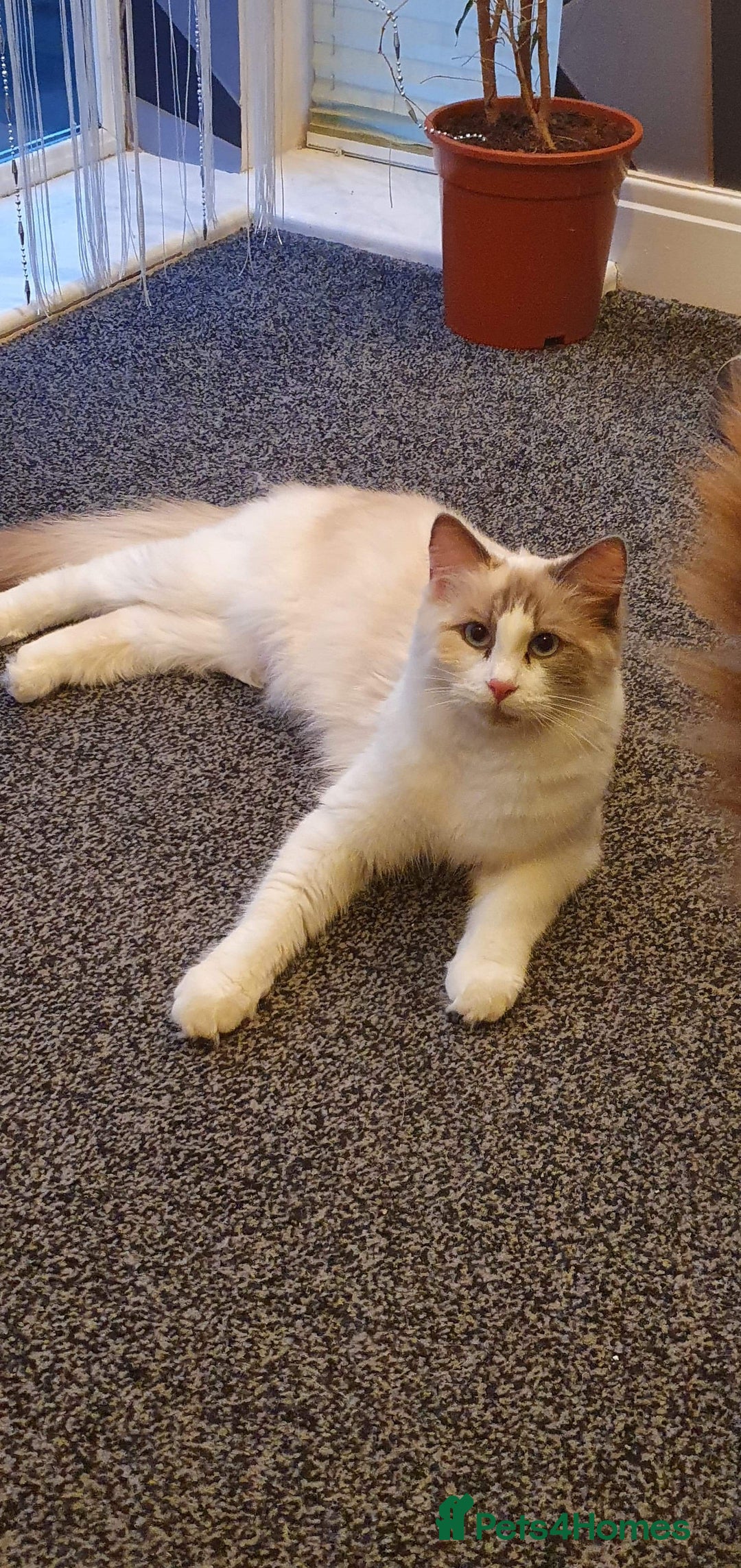 Ragdoll cats for sale: 2 ragdoll cats for rehoming - Image 5
