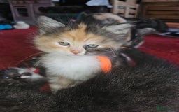 Mixed Breed cats for sale: Quarter persian fluffy kittens for sale - Image 27