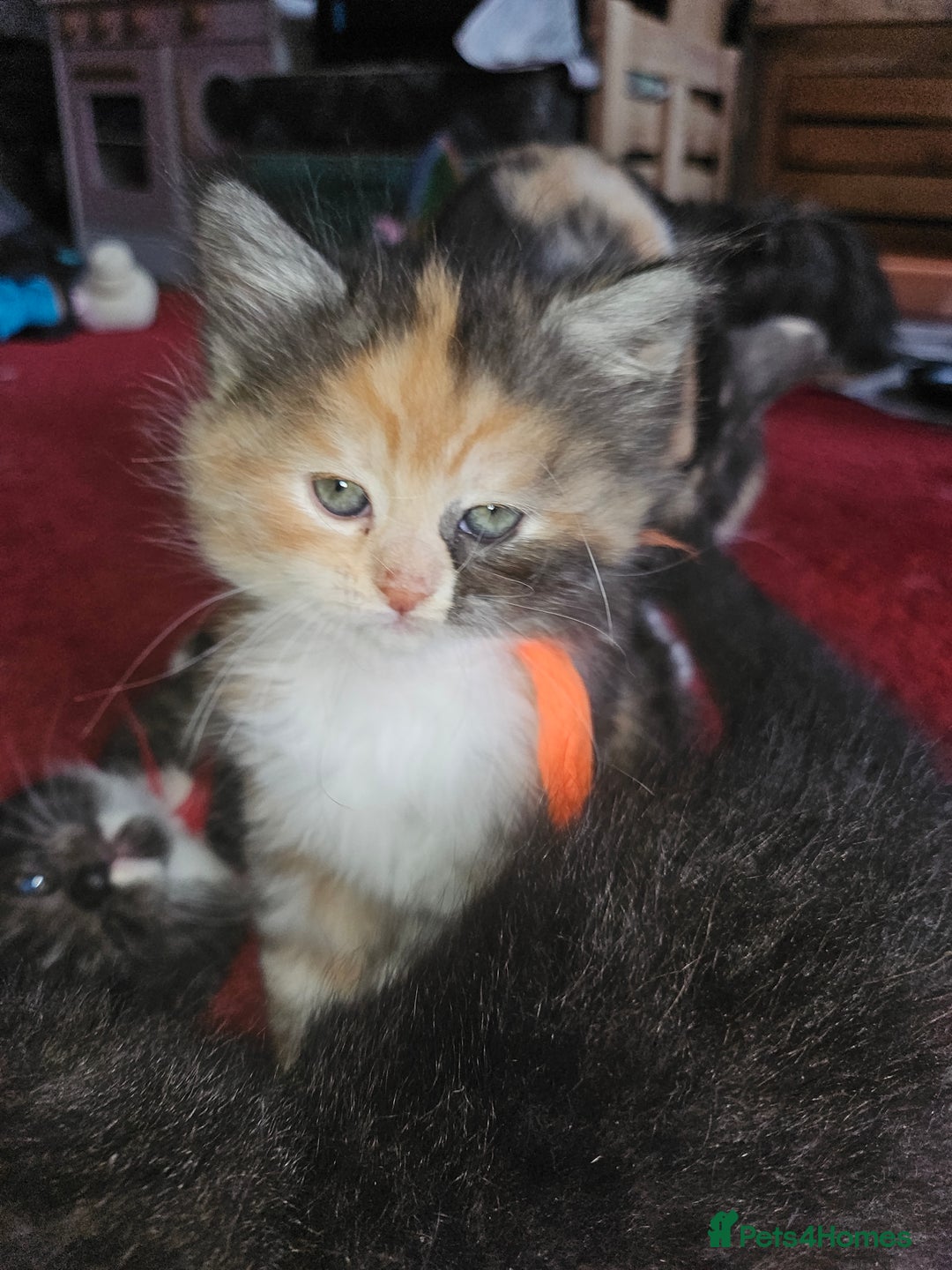 Mixed Breed cats for sale: Quarter persian fluffy kittens for sale - Image 27
