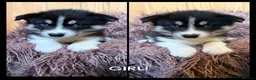 Siberian Husky dogs for sale: ​Gorgeous Siberian Husky Puppies in Peterborough - Advert 4