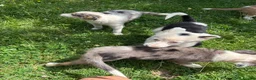 Mixed Breed dogs for sale: 4 beautiful collie pups  - Advert 3