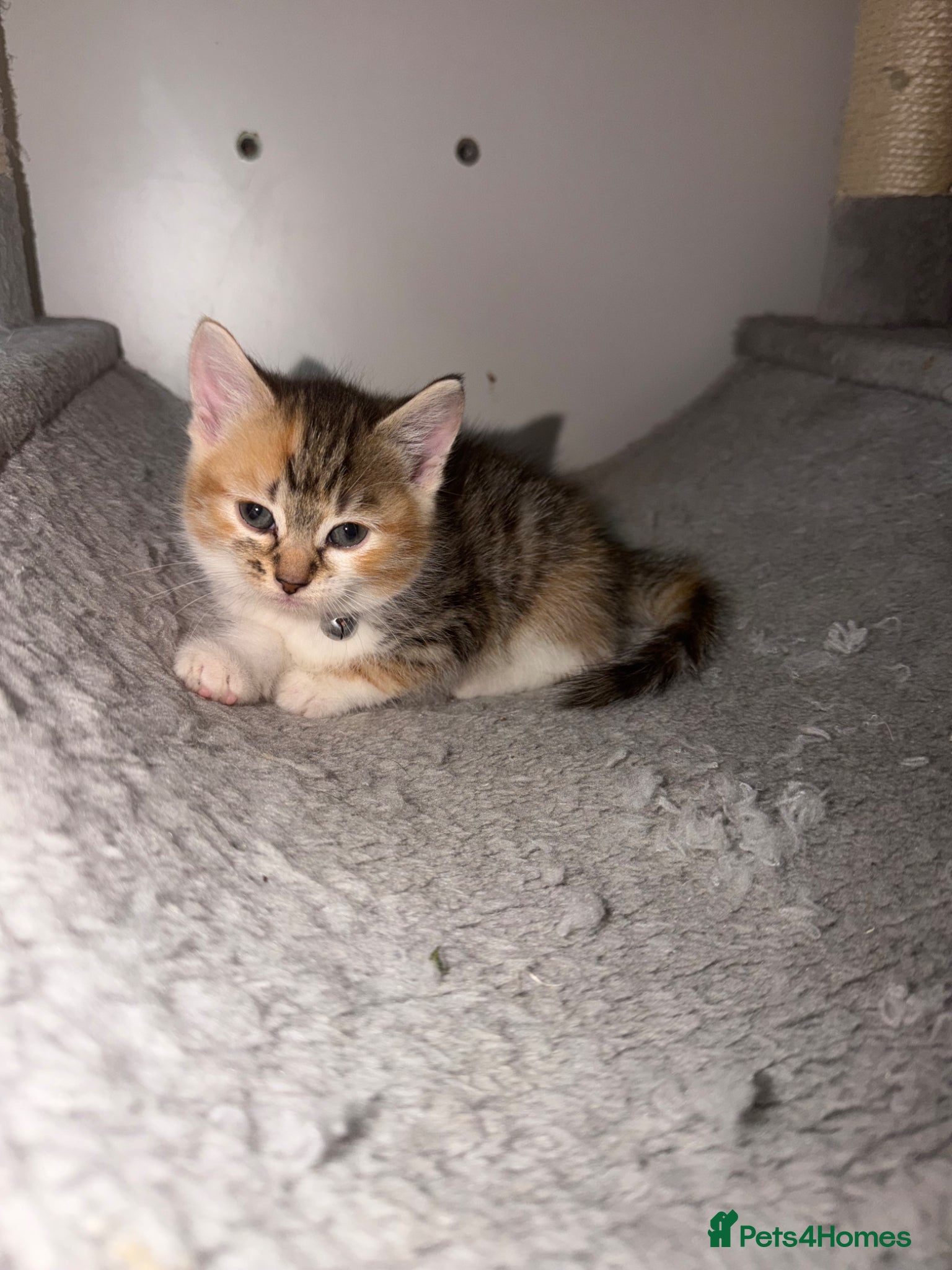 Mixed Breed cats 💗Bengal Mix ready to reserve💗 - Advert 14