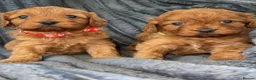 Cavapoo dogs for sale: F1 Cavapoo puppies  - Advert 11