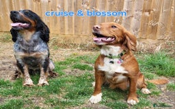 Mixed Breed dogs for sale: Stunning health tested sprollie x cocker  - Image 5