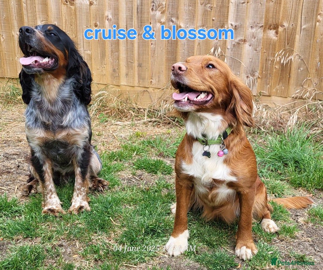 Mixed Breed dogs for sale: Stunning health tested sprollie x cocker  - Image 5
