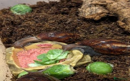 Snails invertebrates for sale: 3 Giant African Snails - Image 1