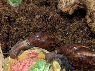 Snails invertebrates for sale - Advert 1