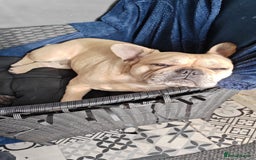 Mixed Breed dogs for sale: French Bulldog cross Manchester Terrier  - Image 16