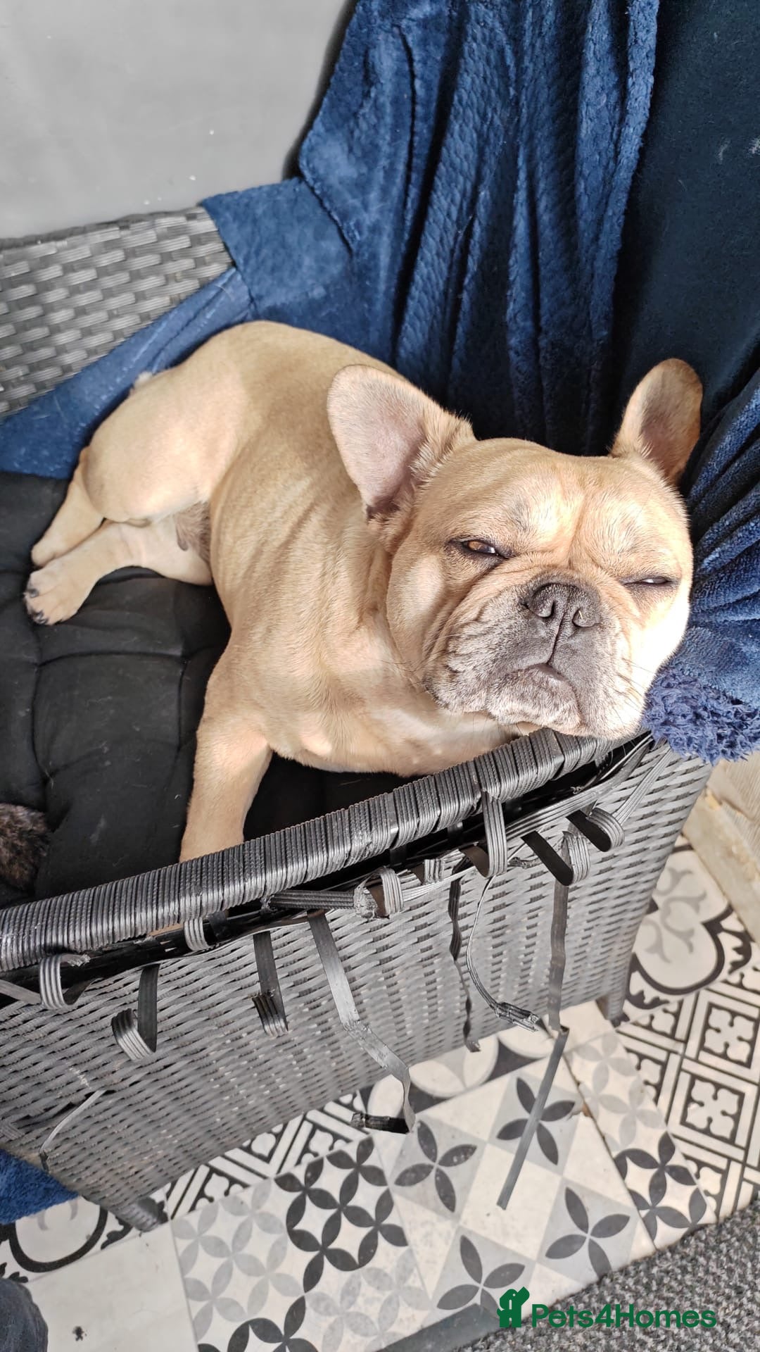 Mixed Breed dogs for sale: French Bulldog cross Manchester Terrier  - Image 16