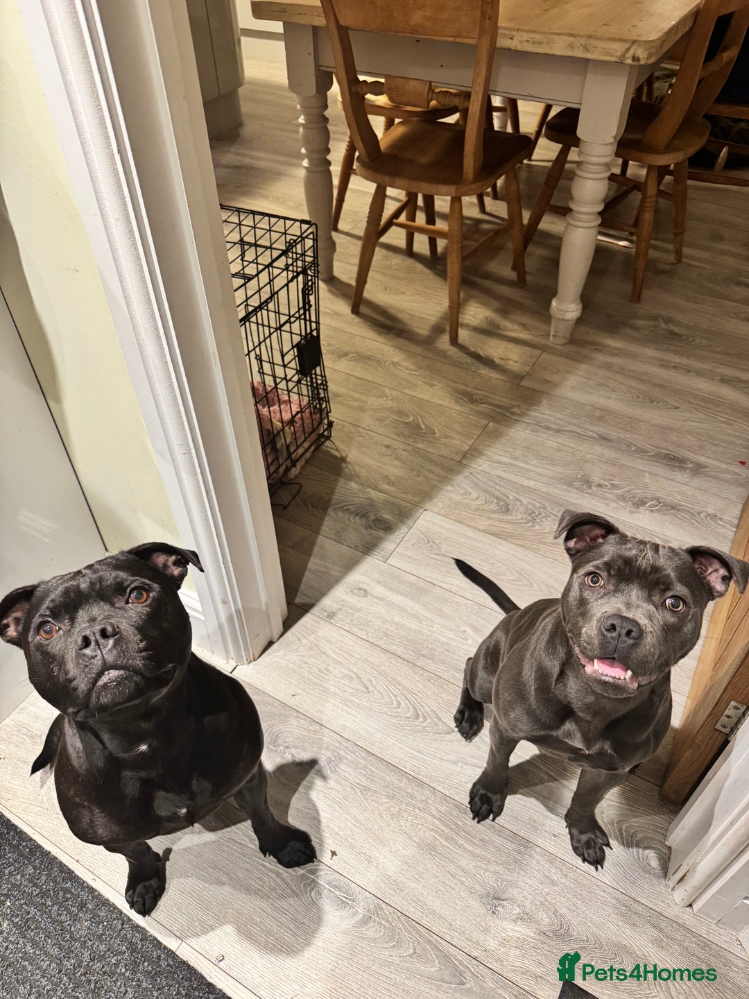 Staffordshire Bull Terrier dogs for sale: Gorgeous KC PURE BLUE GIRL - Advert 1