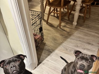 Staffordshire Bull Terrier dogs Gorgeous KC PURE BLUE GIRL - Advert 3