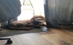 Cockapoo dogs for sale: MALE Cockapoo for sale - Image 20