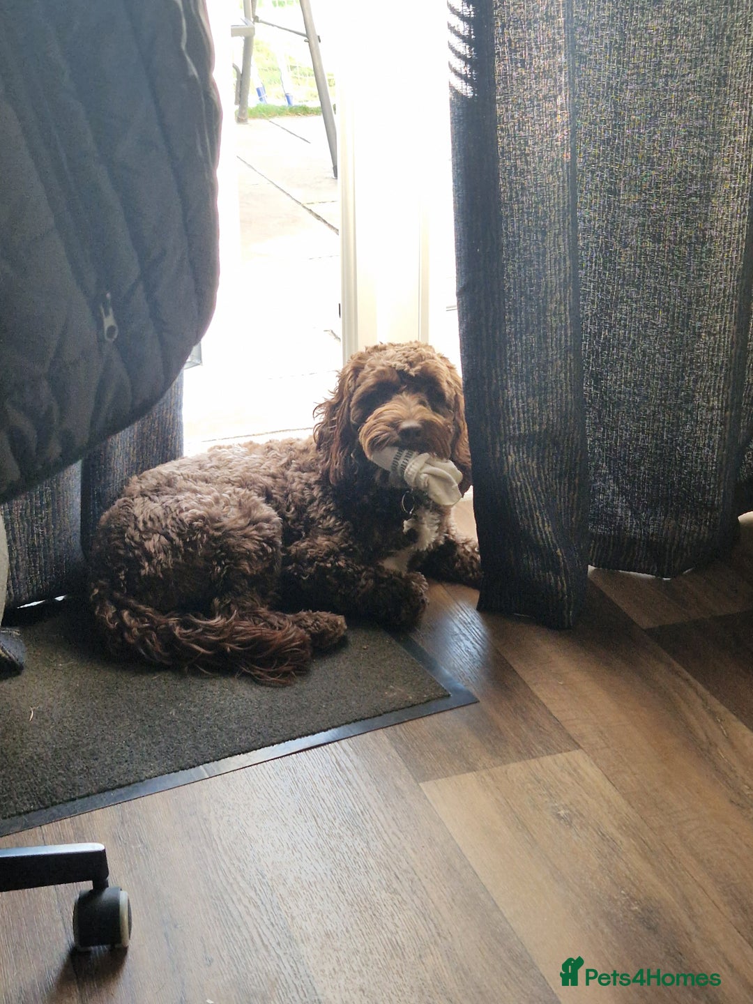 Cockapoo dogs for sale: MALE Cockapoo for sale - Image 20
