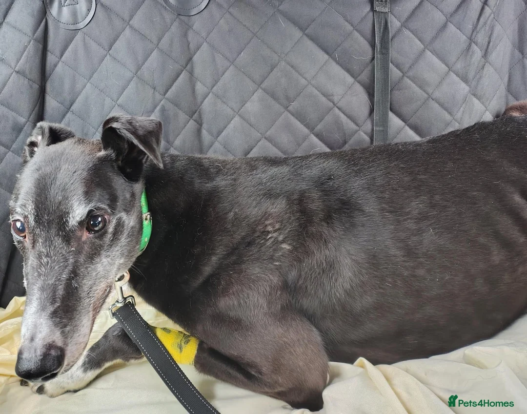 Greyhound dogs for adoption: ***FERN RESCUE*GREYHOUND FOR ADOPTION*** in Glasgow - Advert 4