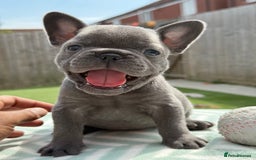 French Bulldog dogs for sale: Miss White X Kastro  - Image 4