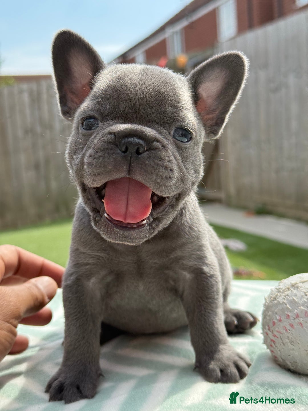 French Bulldog dogs for sale: Miss White X Kastro  - Image 4