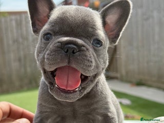 French Bulldog dogs - Advert 27