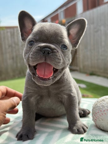 French Bulldog dogs - Advert 1