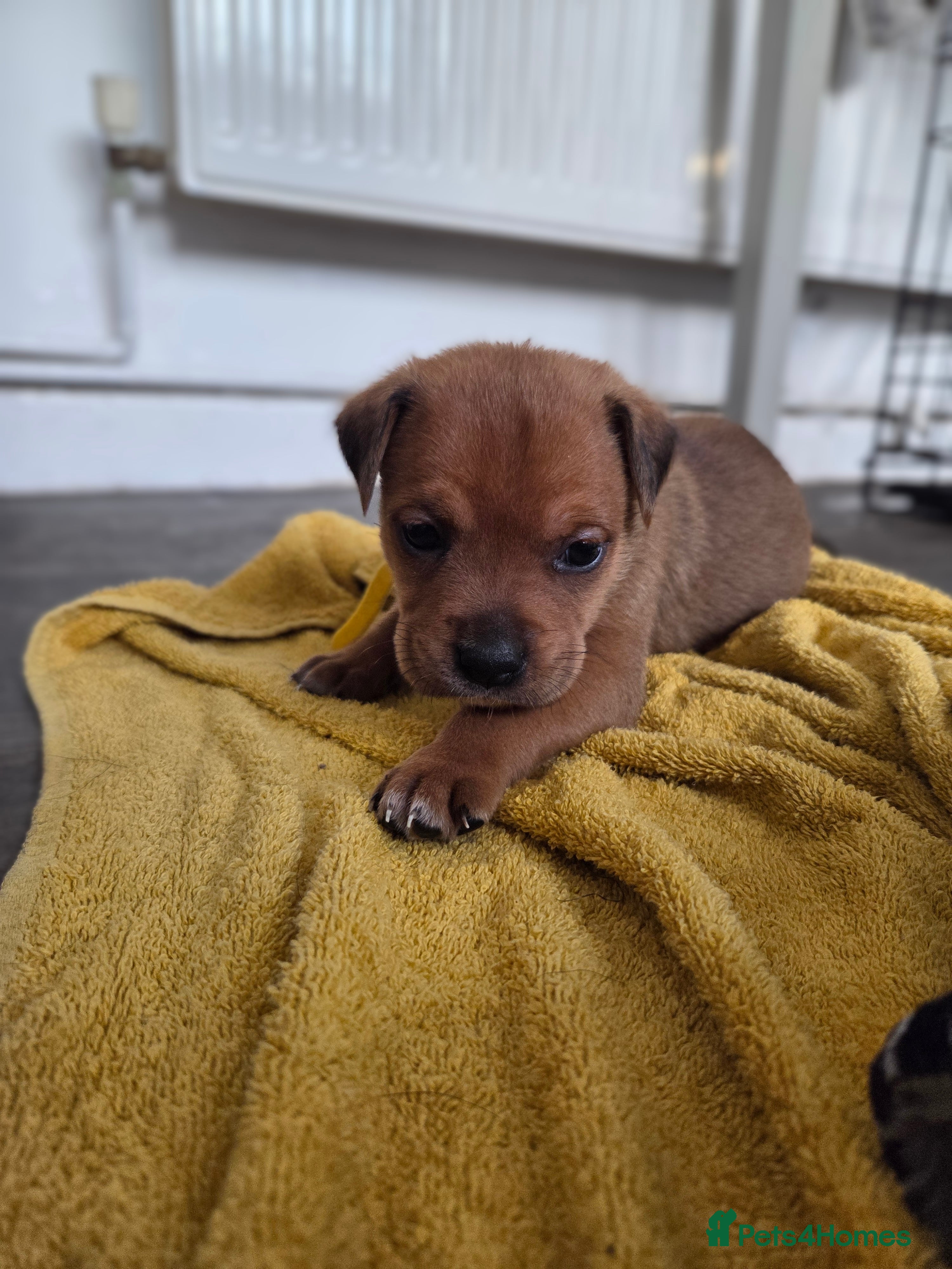 Mixed Breed dogs Beautiful coloured pups - Advert 2