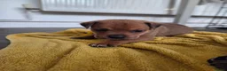 Mixed Breed dogs for sale: Beautiful coloured pups - Advert 29