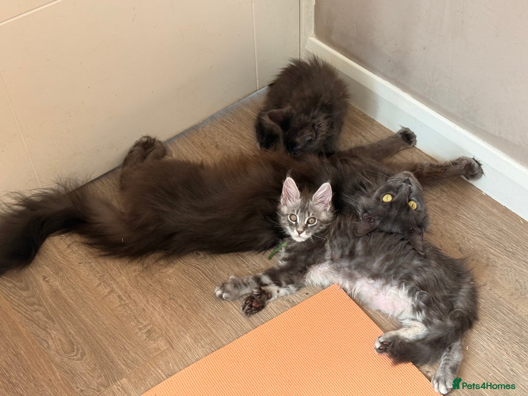 Maine Coon cats for sale: Luxury Polydactyl Maine Coon kittens  - Image 8