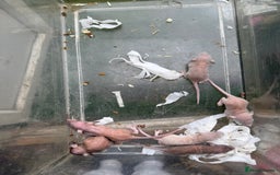 Rat rodents for sale: Dwarf Rats  - Image 4