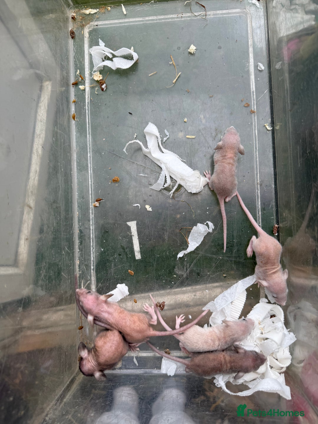 Rat rodents for sale: Dwarf Rats  - Image 4