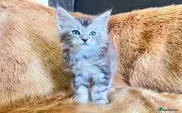 Maine Coon cats for sale: LRC MCS - ONE BLACK SMOKE FEMALE AVAILABLE - Image 5