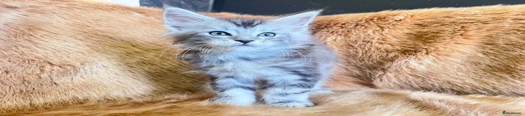 Luna Rose Cattery Silver Paws 