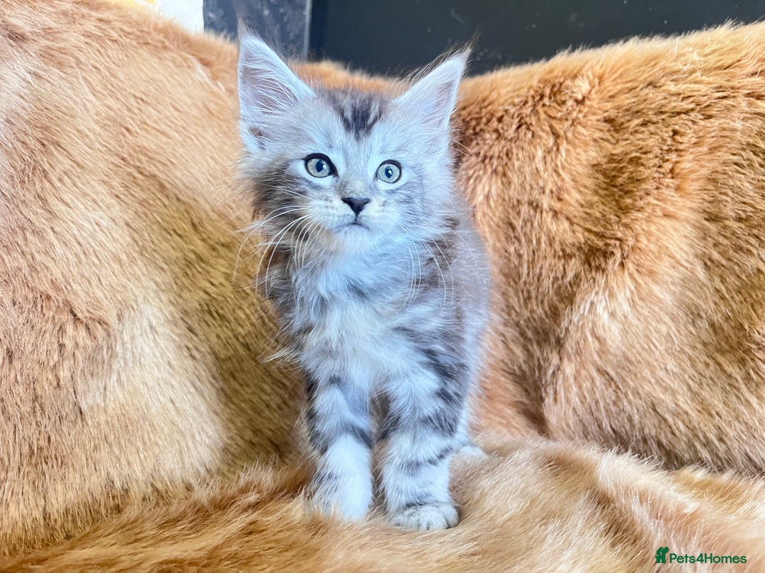 Maine Coon cats for sale: LRC MCS - ONE BLACK SMOKE FEMALE AVAILABLE - Image 5