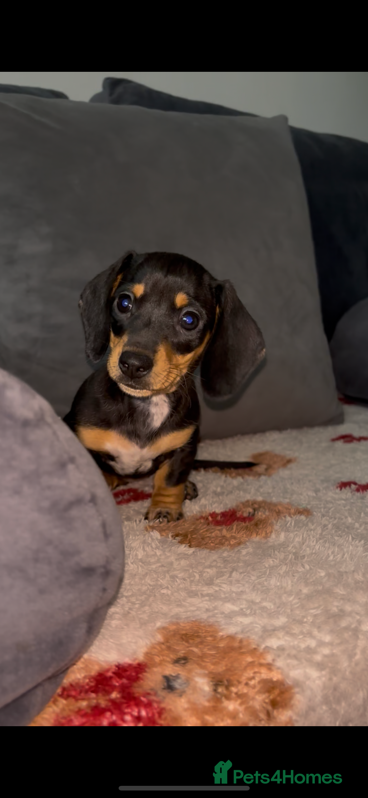 Dachshund dogs dachshund puppies last little girl REDUCED 💕 - Advert 9