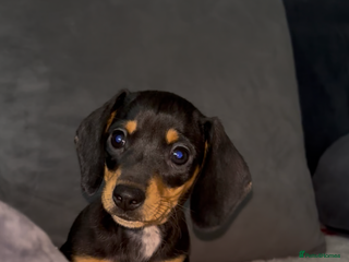 Dachshund dogs dachshund puppies last little girl REDUCED 💕 - Advert 9