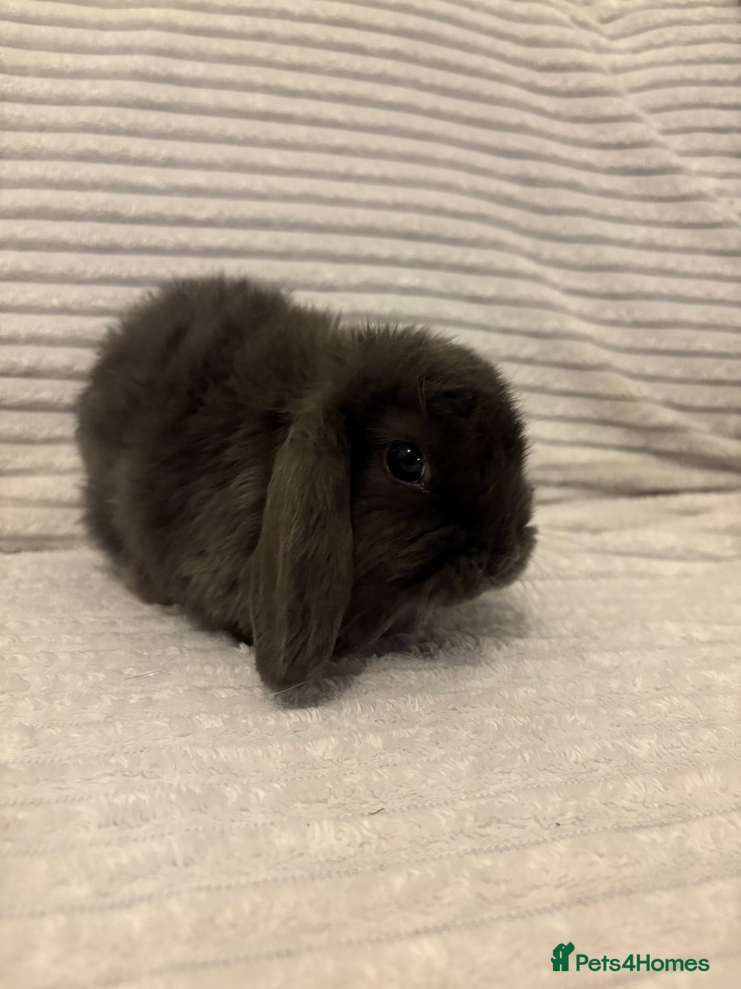 Mini Lop rabbits for sale: Lovely little mini lop baby bunny rabbits - Advert 13