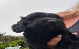 Cockapoo dogs for sale: Lovely litter cockapoo  - Image 32