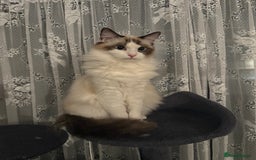 Ragdoll cats for sale: Miss Snow White  - Image 4