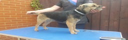 Border Terrier dogs for stud: New stud rate £180 - Advert 4