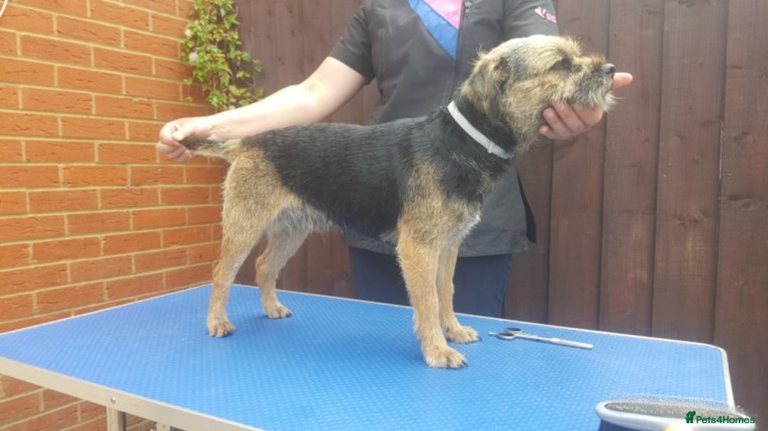 Border Terrier dogs for stud: New stud rate £180 - Advert 4