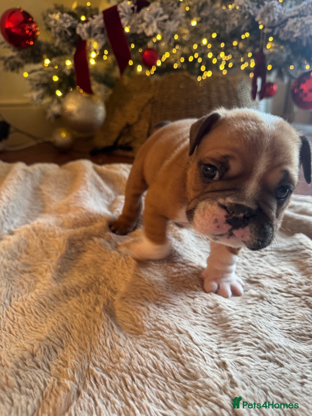 English Bulldog dogs for sale: Red and White English Bulldogs  - Advert 20