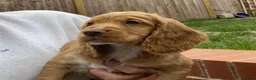 Cocker Spaniel dogs for sale: Terrific Cocker spaniels  - Advert 7