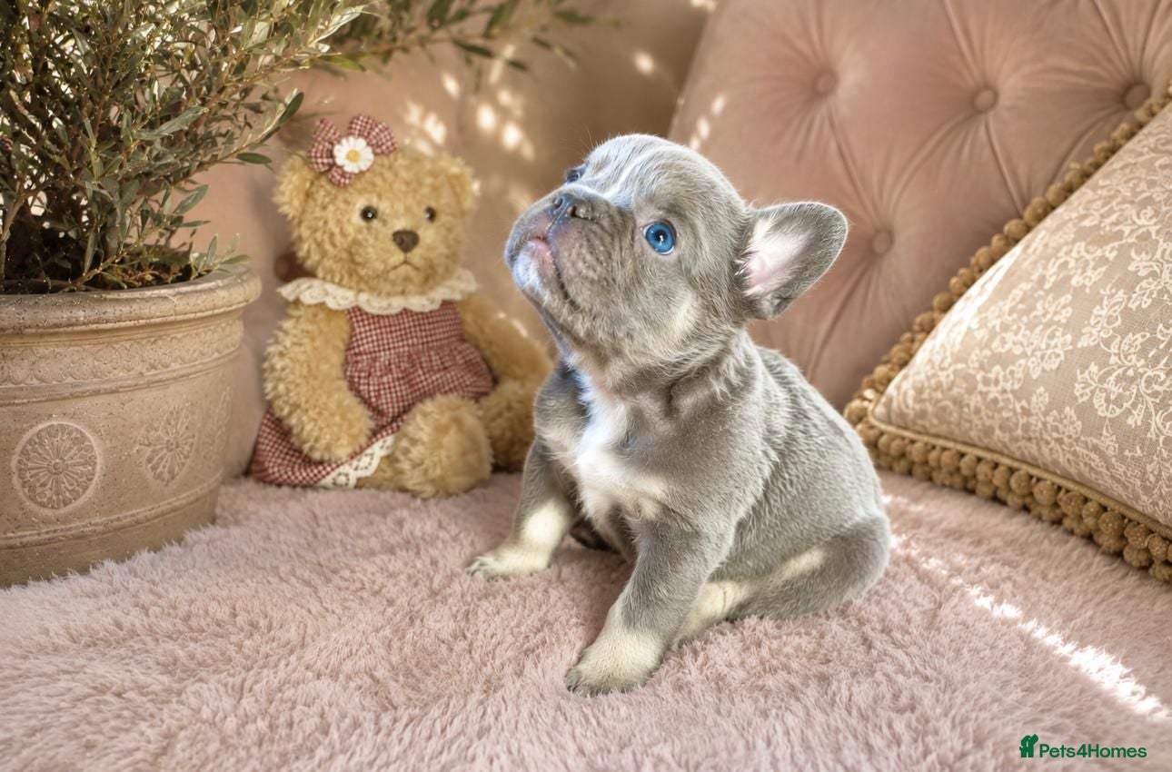 French Bulldog dogs LILAC,BLUE,FLUFFY - Advert 2