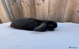 Mini Lop rabbits for sale: Gorgeous mini lop babies  - Image 2